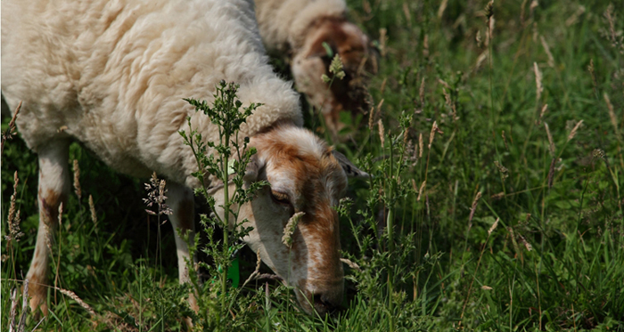 Het schaap, partner op het platteland voor landschap en natuurbeheer